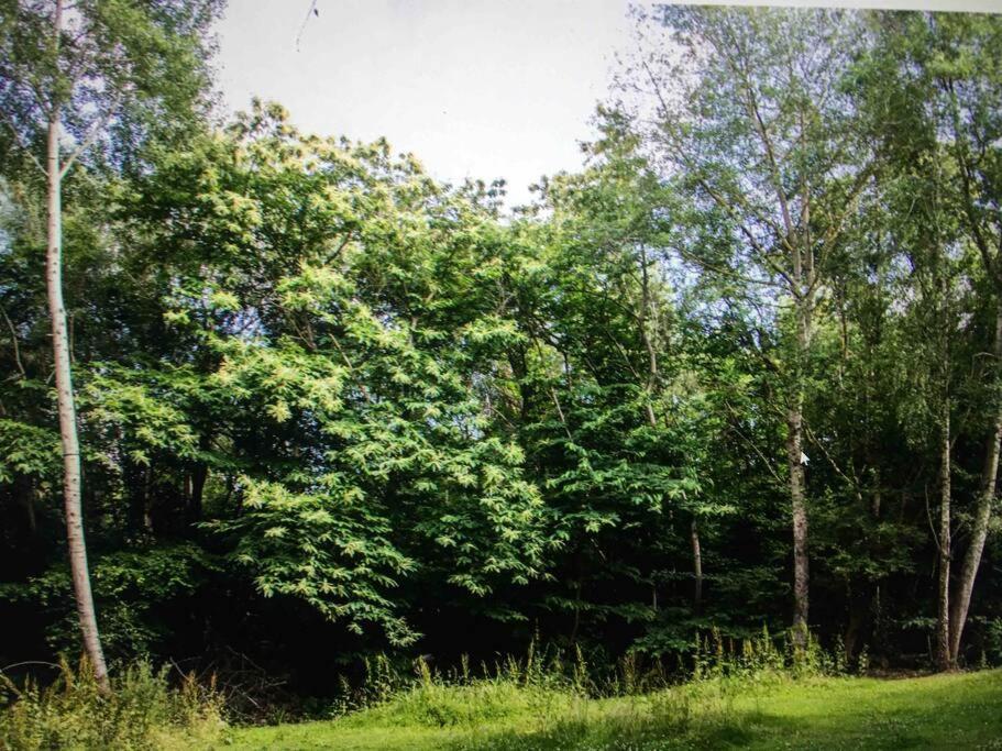 Cosy Woodland Romantic Retreat With Log Fires And Nature Sturry 外观 照片