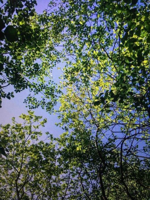 Cosy Woodland Romantic Retreat With Log Fires And Nature Sturry 外观 照片